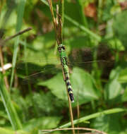 Image de Erythemis Hagen 1861