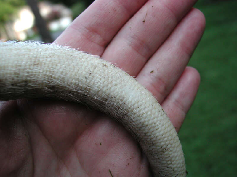 Image de Opossum d'Amérique du Nord