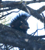 Imagem de Sciurus subgen. Otosciurus Nelson 1899