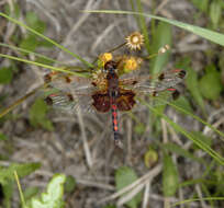 Celithemis Hagen 1861 resmi