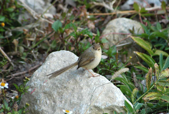 Image of Plain Prinia