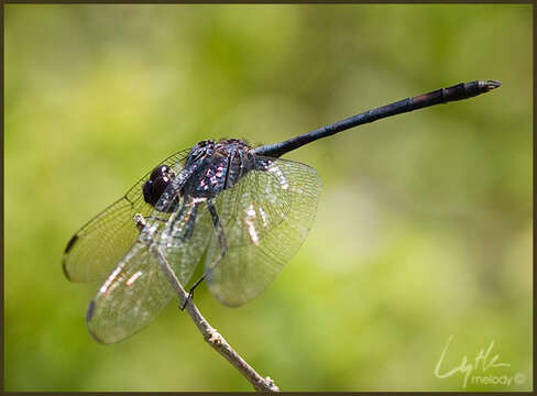 Слика од Dythemis Hagen 1861