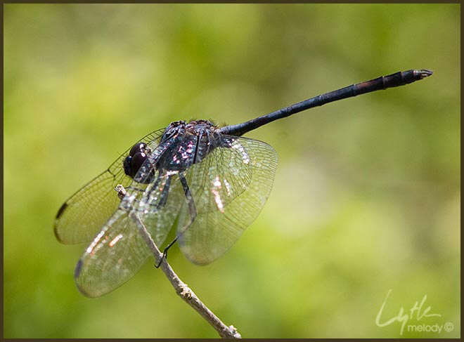 Imagem de Dythemis Hagen 1861