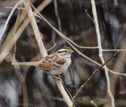 Image of White-throated Sparrow