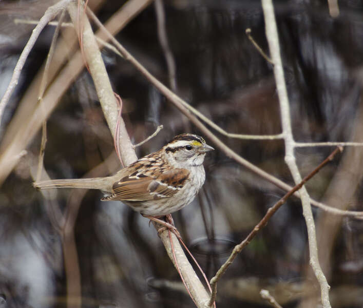 Image de Bruant à gorge blanche