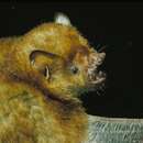 Image of lesser hairy-winged bat