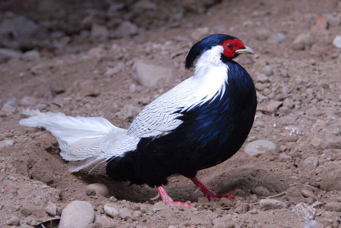 Image of Silver Pheasant