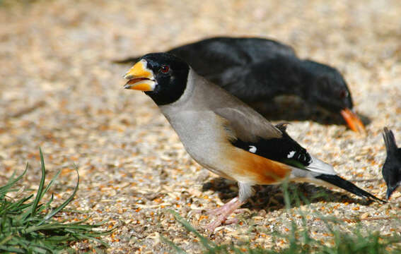 Image of Eophona Gould 1851