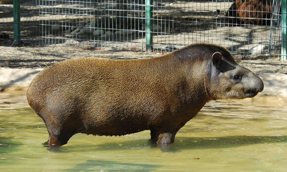 Image of tapir