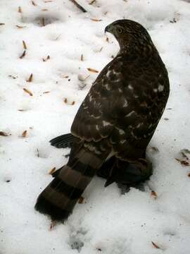 Image of Cooper's Hawk