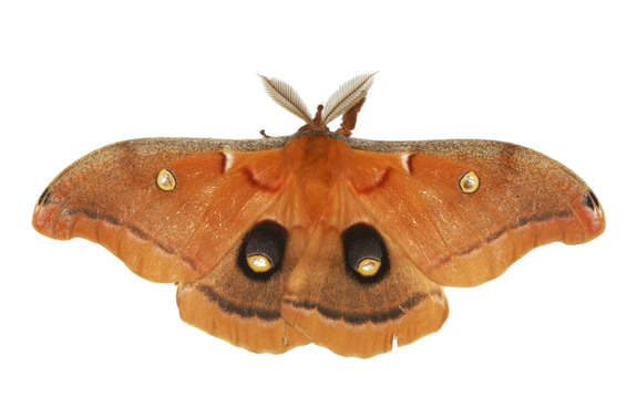 Image of Antheraea subgen. Telea Hübner (1819)