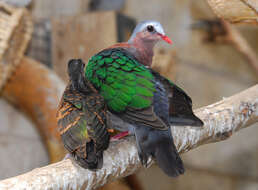 Image of Emerald Dove