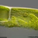 Stigeoclonium rivulare (Hansgirg) Printz 1964 resmi