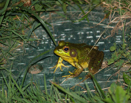 Слика од Lithobates catesbeianus (Shaw 1802)