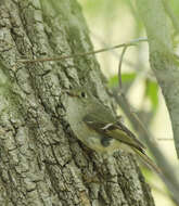 Image of Ruby-Crowned Kinglet