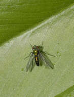 Image of Dolichopodidae