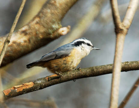 Image of Red-breasted Nuthatch