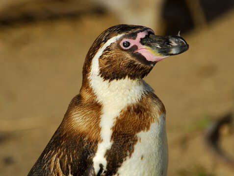 Image of Humboldt Penguin