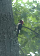 Image of Red-headed Woodpecker