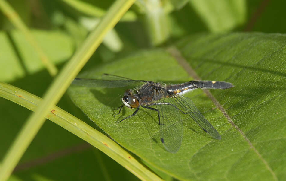 Image of Dot-tailed Whiteface