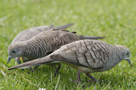 Image of Zebra Dove