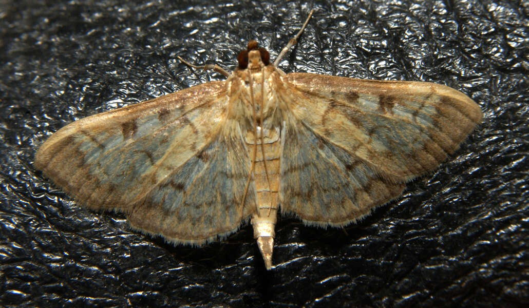 Image of Zigzag Herpetogramma