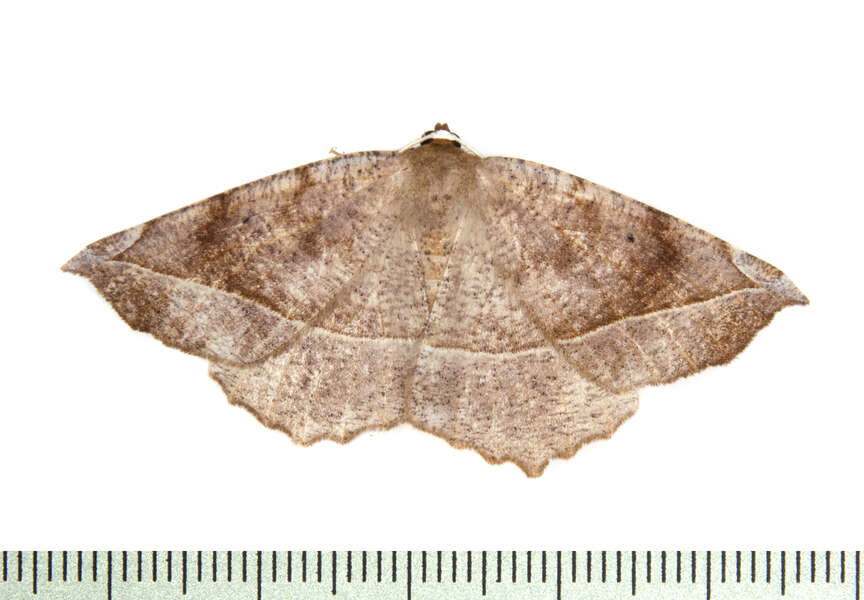 Image of Eutrapela