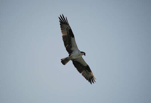 Image of ospreys