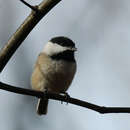 Image of Parus atricapillus