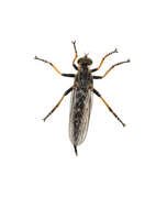 Image of Asilidae