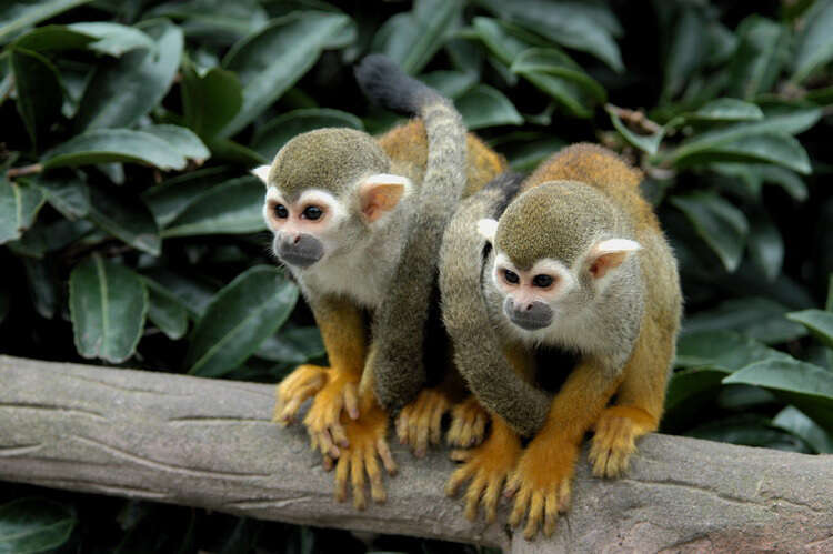 Image of New World monkeys