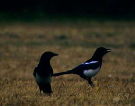 Image of Common Magpie