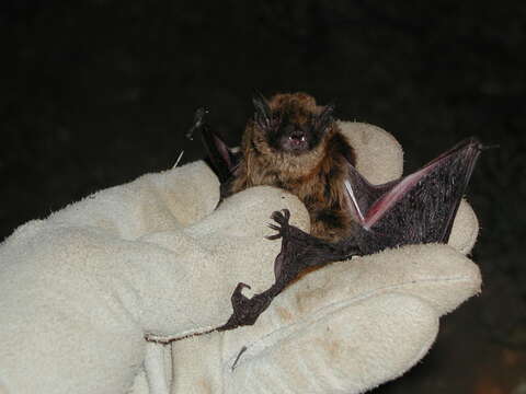 Image of Long-legged Myotis