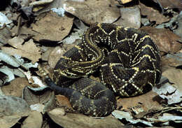 Image of Cascabel Rattlesnake