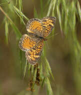 Image of Phyciodes tharos