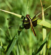 Libellula luctuosa Burmeister 1839 resmi