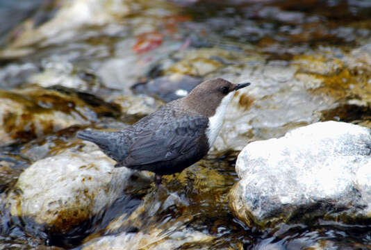 Image of Cinclus Borkhausen 1797