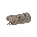 Image of Citrus Flatid Planthopper