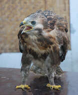 Image of Upland Buzzard