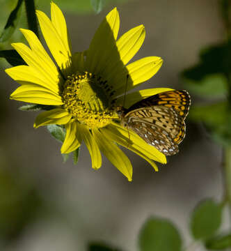 Image of Atlantis Fritillary