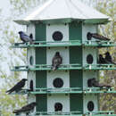 Image of Purple Martin