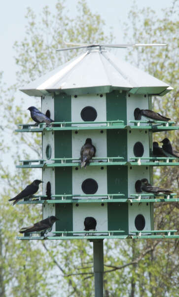 Image of Purple Martin