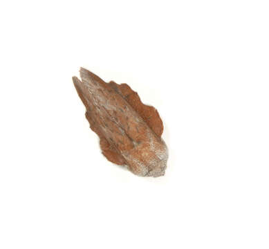 Image of Phyllodesma