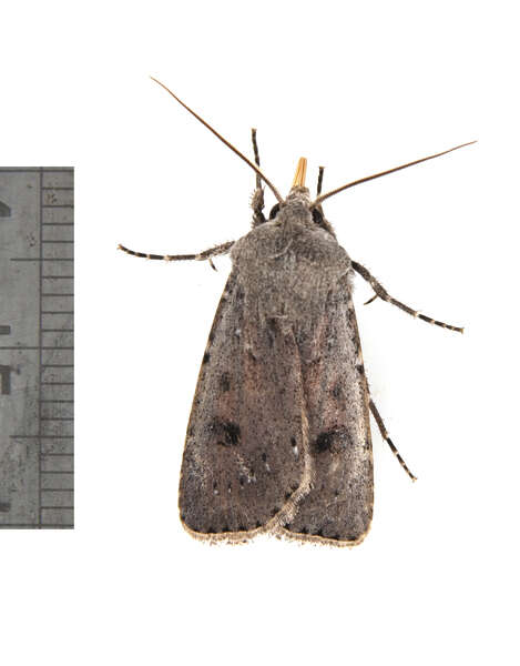 Image of Old Man Dart; Muted Dart (ssp. mutata); Spotted-legged Cutworm