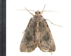 Image of Woody Underwing