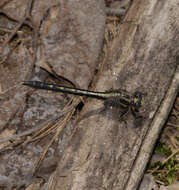 Image of Phanogomphus spicatus (Hagen ex Selys 1854)