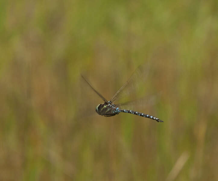 Image of Green-striped Darner