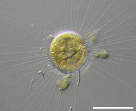 Image of Pantocsekiella kuetzingiana (Thwaites 1848) K. T. Kiss & Ács 2016