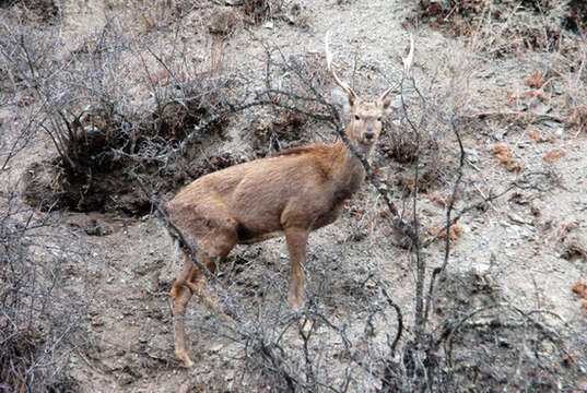 Image of sika deer