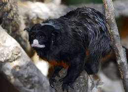 Image of Red-bellied Tamarin